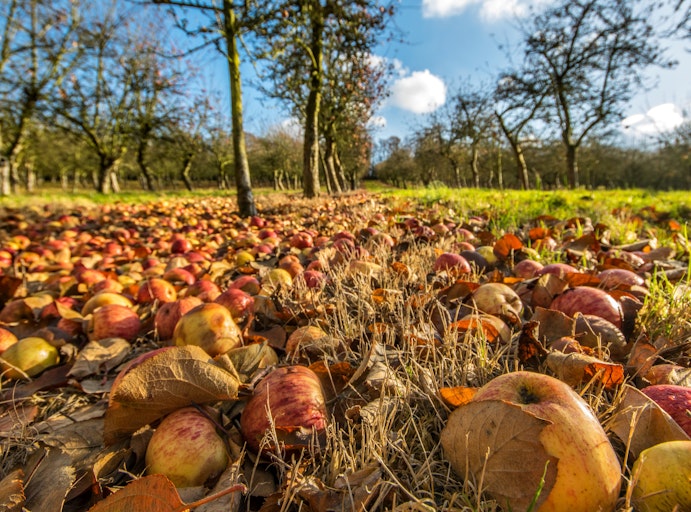 orchard waste