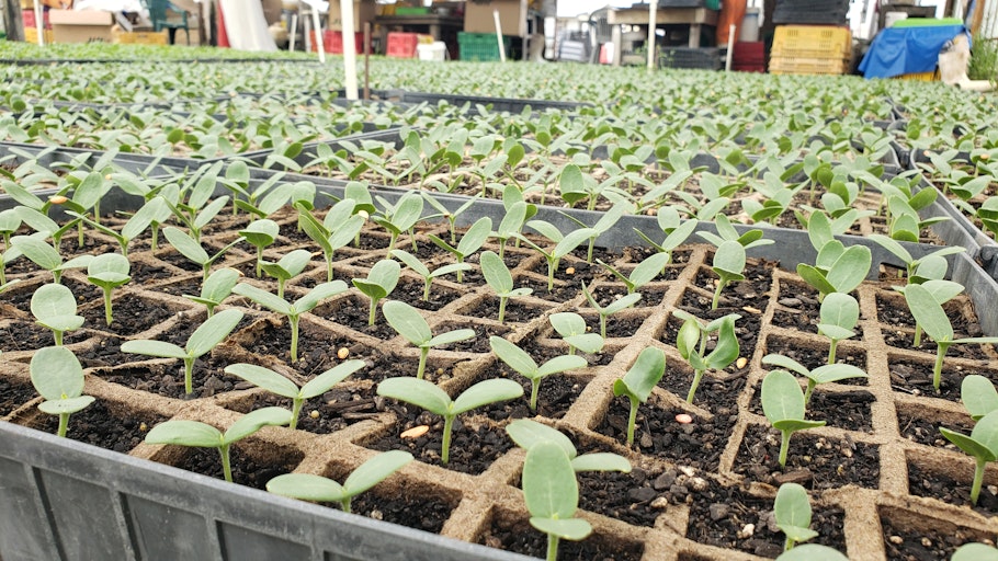 Appleby fresh melon seedlings