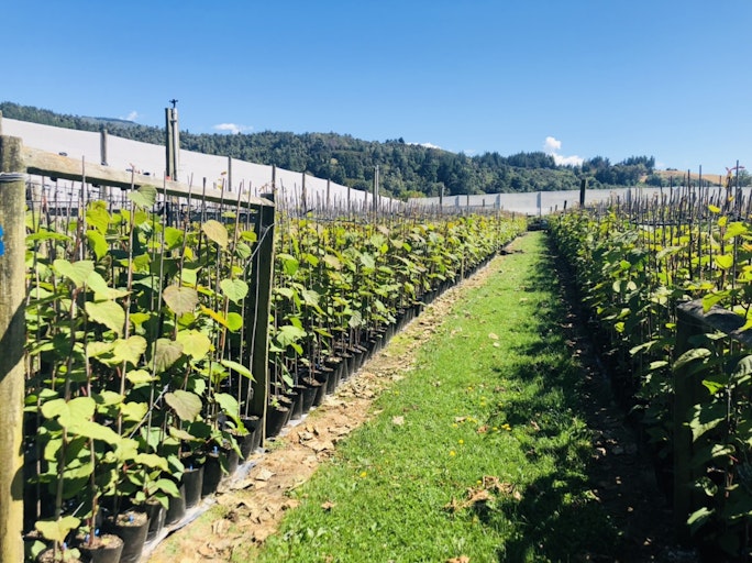 Peach Island Nursery Kiwifruit plants