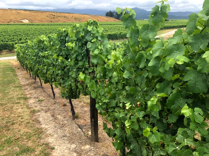 AccladeWines Vineyard