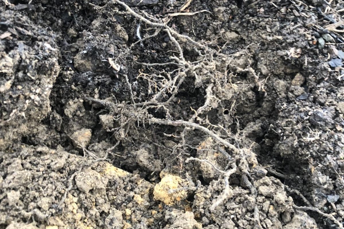 Roots without compost