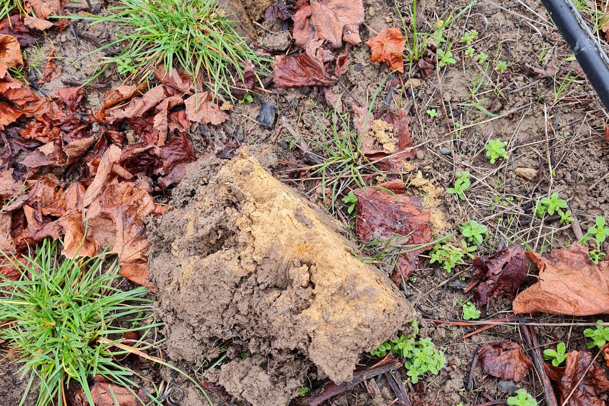 Soil without compost