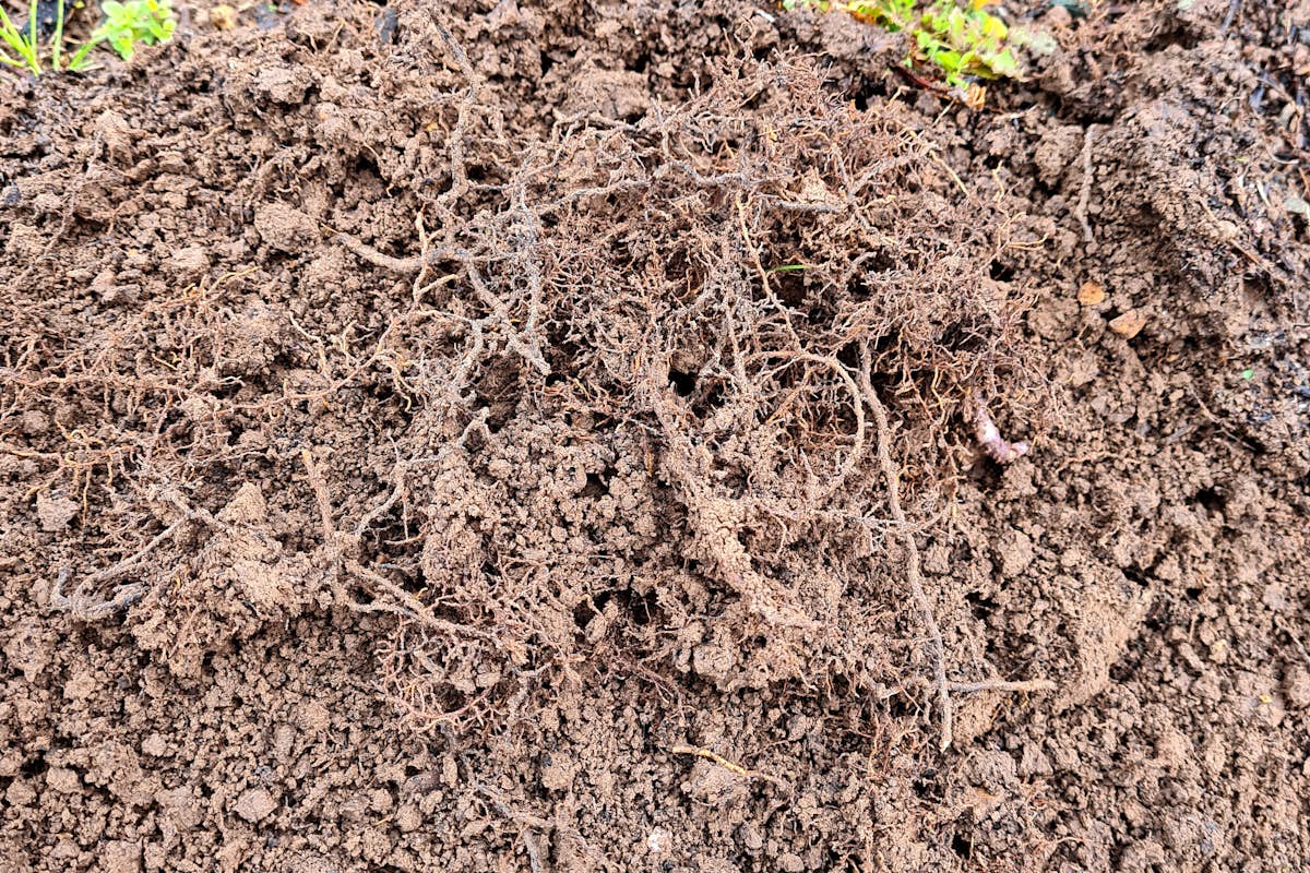Roots with compost