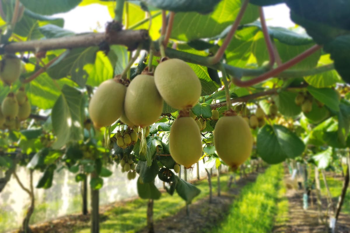 Kwiifruit orchard