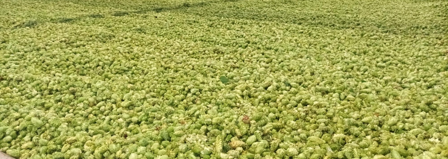 Hops drying with wood fuel