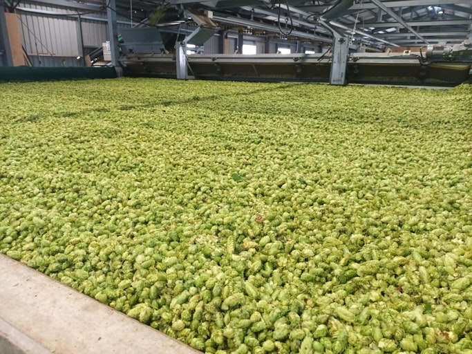 Hops drying with wood fuel