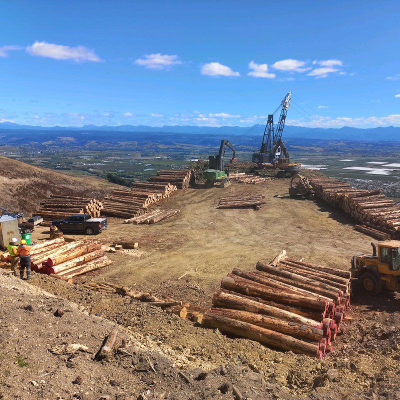 Nelson Tasman forestry harvest