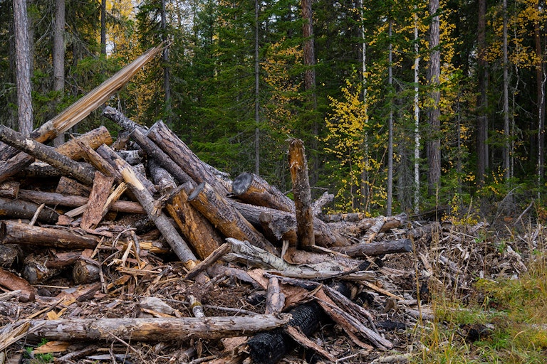 forestry slash cleanup services