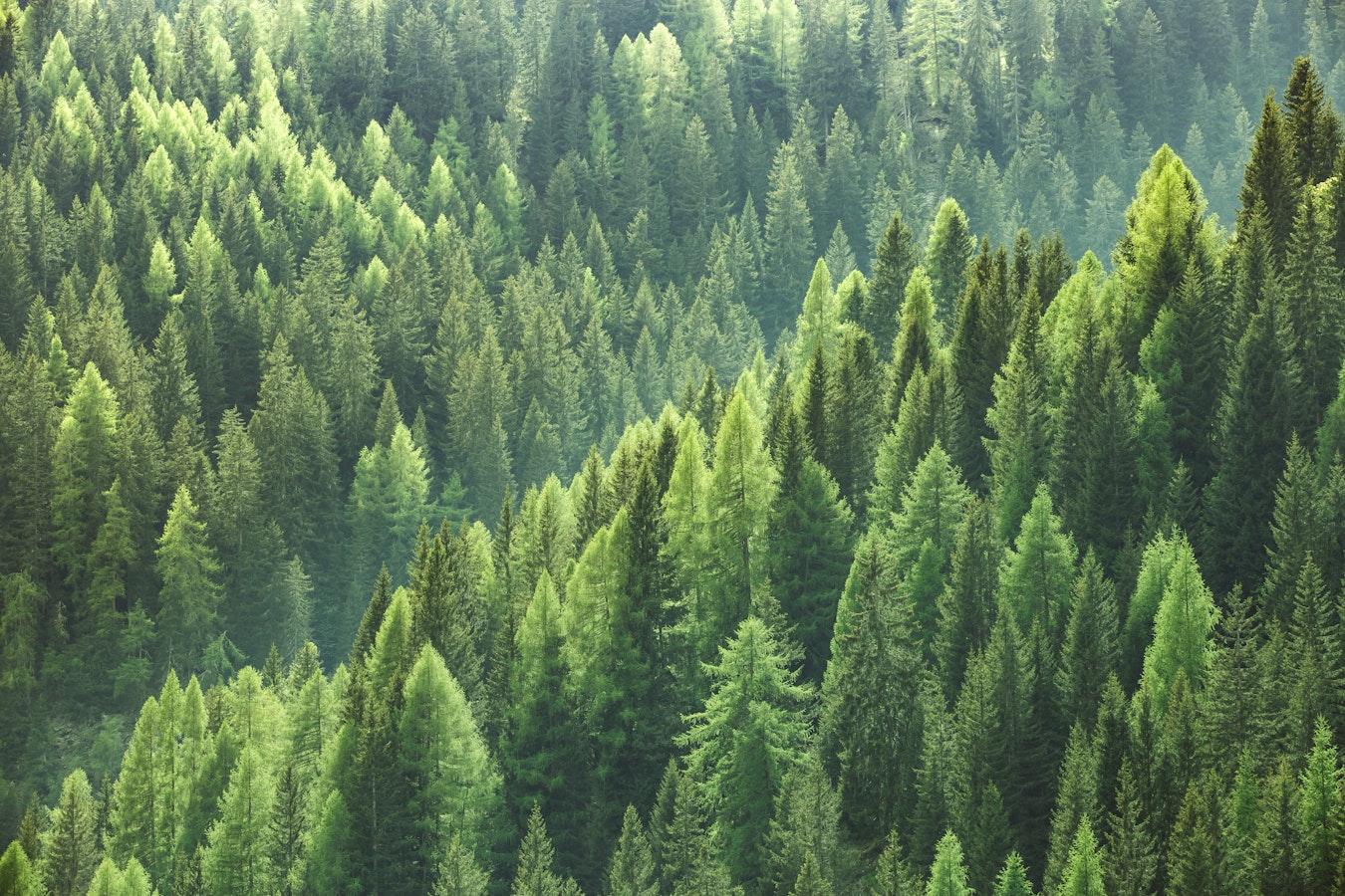 Azwood sustainable wood products and forestry services New Zealand