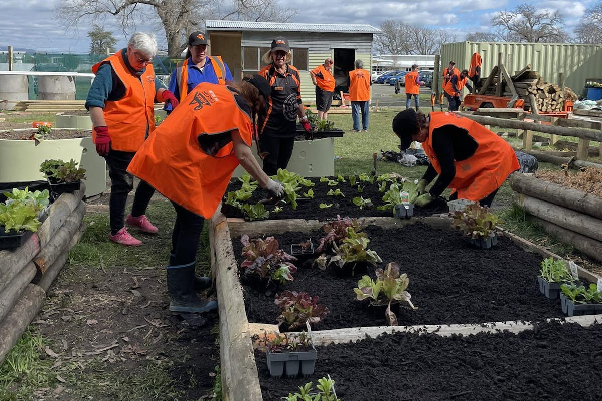 Greenwaste compost in raised garden beds