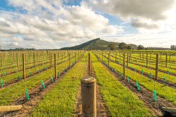 Sustainable winegrowing