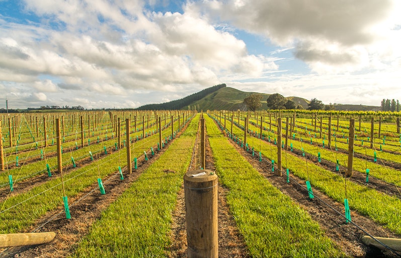 Sustainable winegrowing