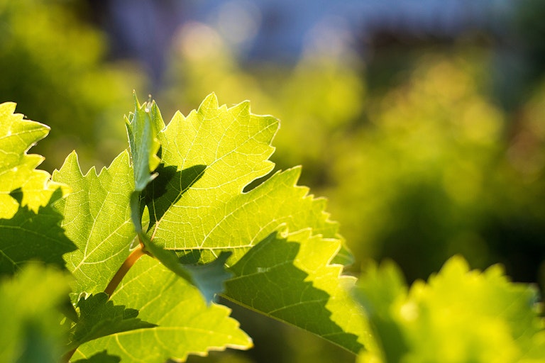 Vine canopy