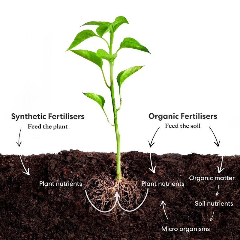 organic vs synthetic
