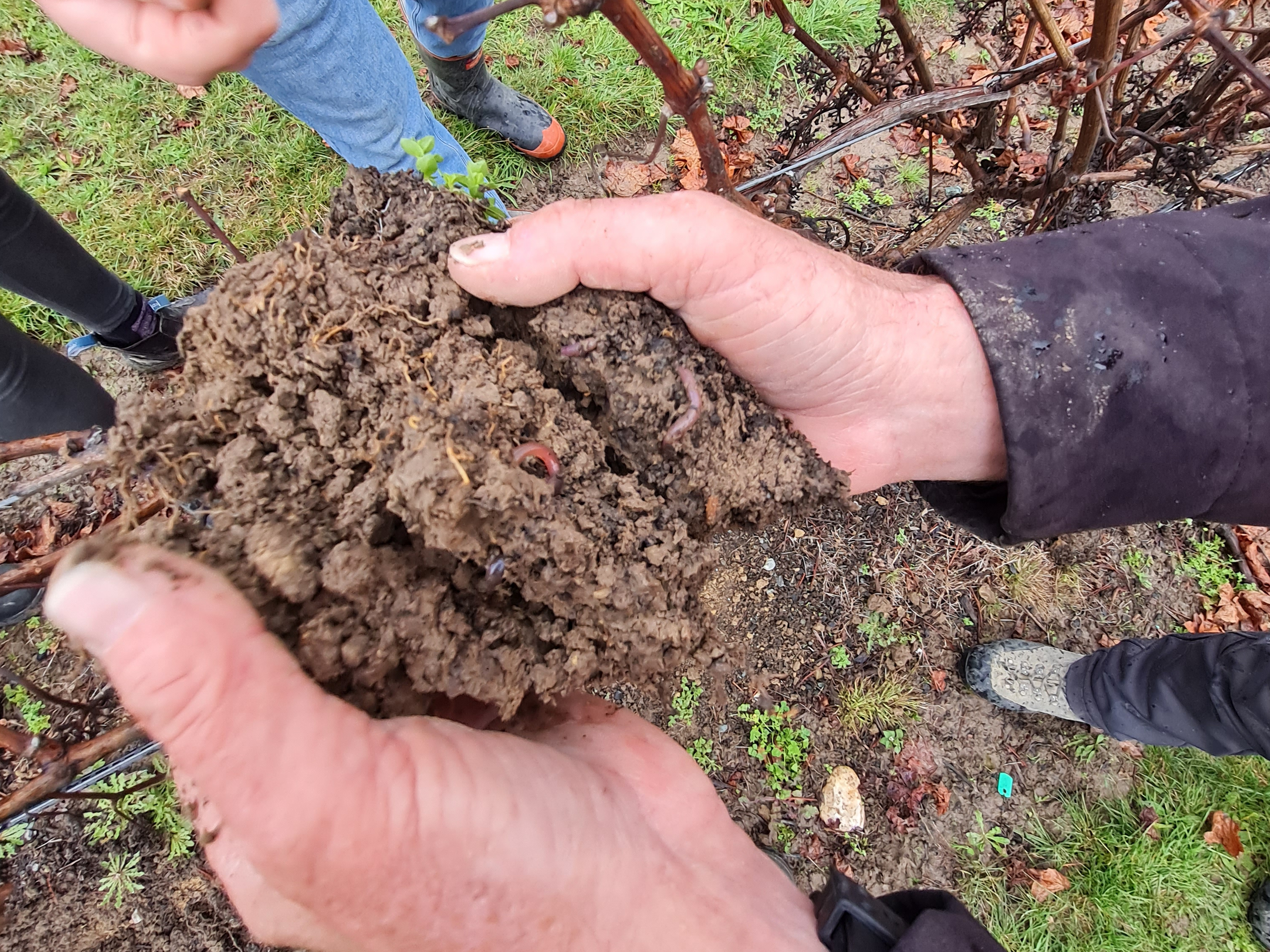 Is compost included in your fertiliser budget?