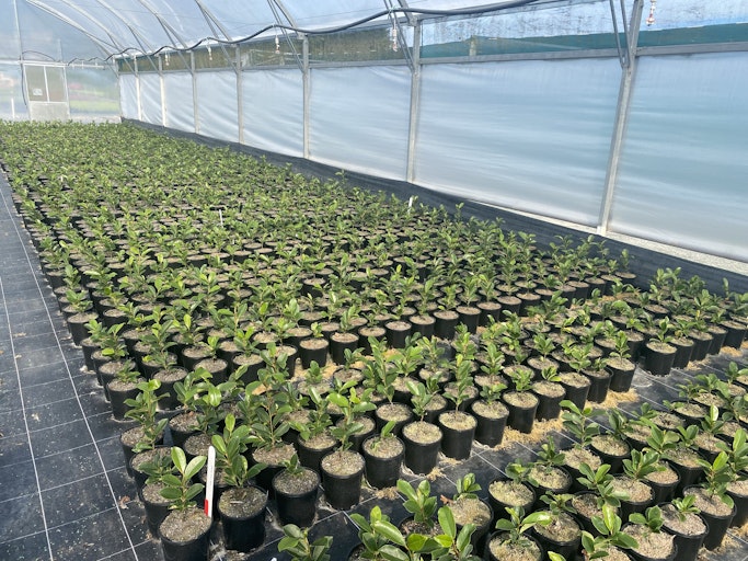 Potting mix