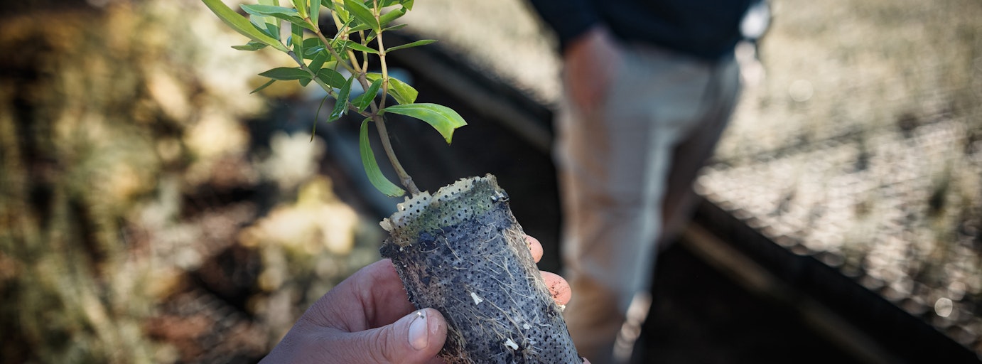 Ellepot potting mix