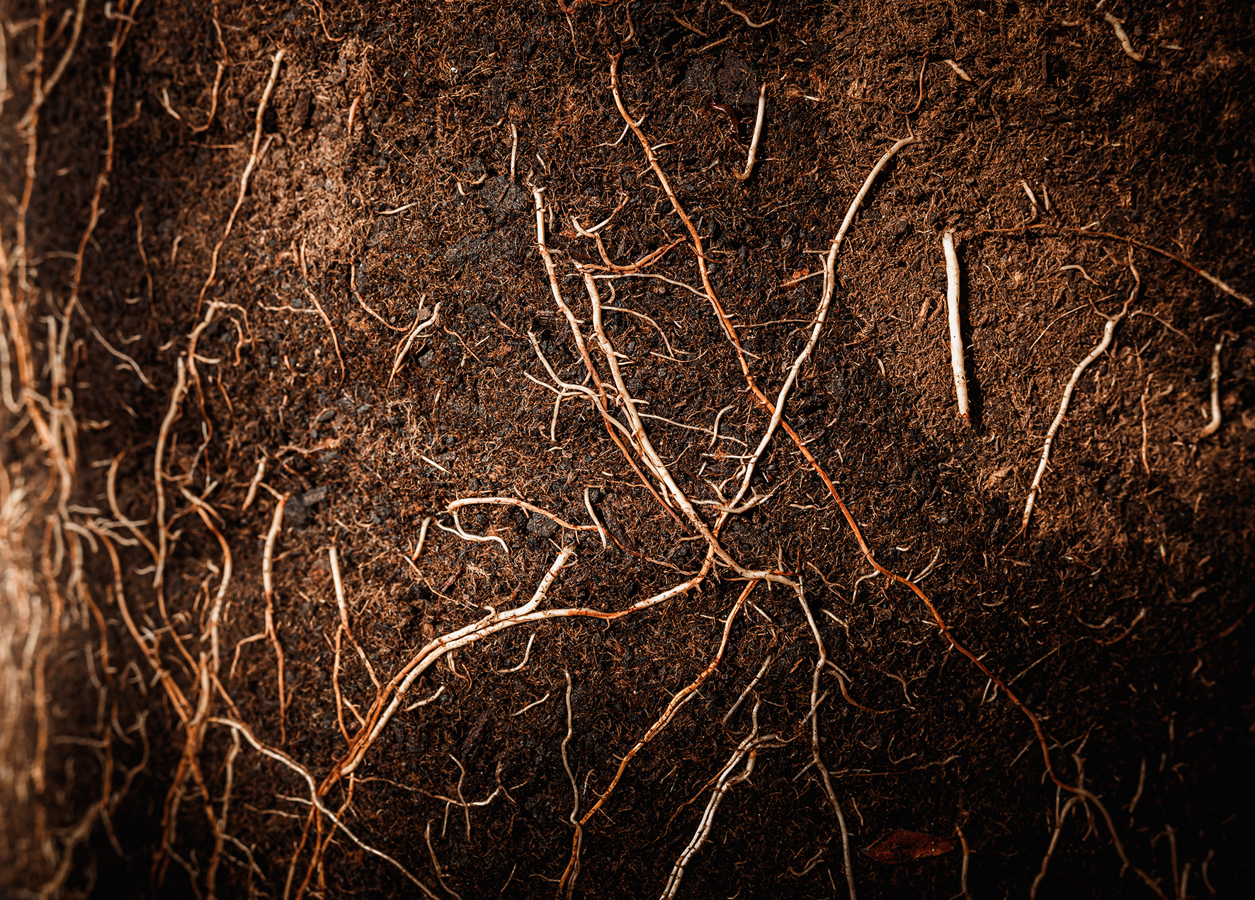 FibreGro® - a superior performance commercial growing media