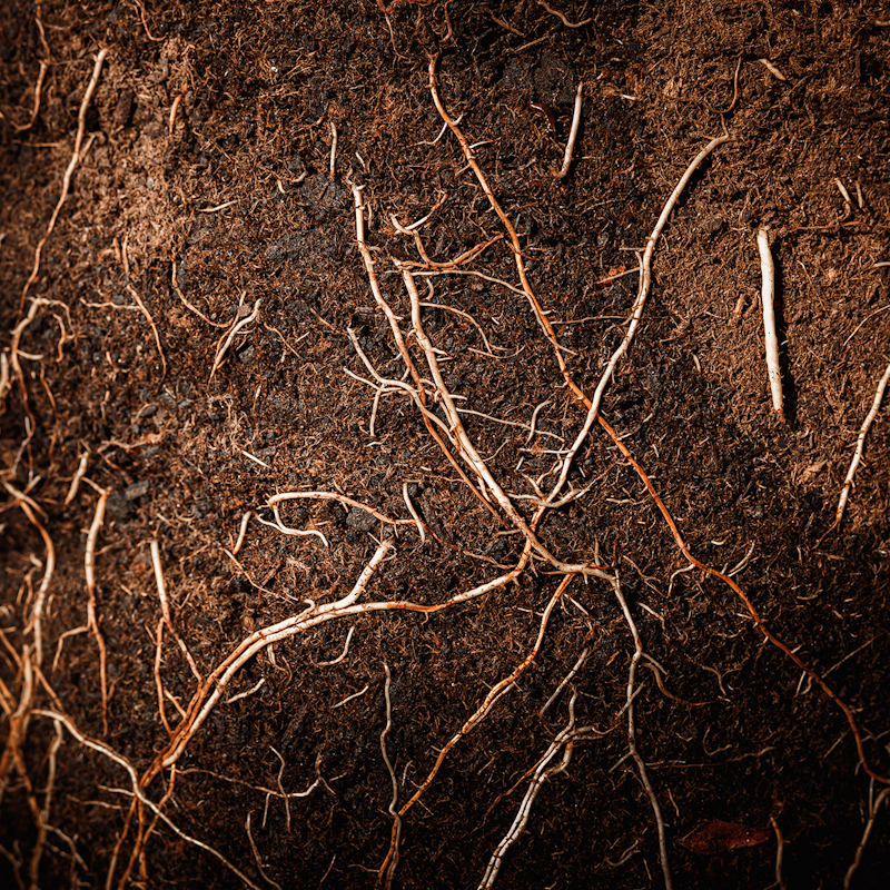 FibreGro® - a superior performance commercial growing media