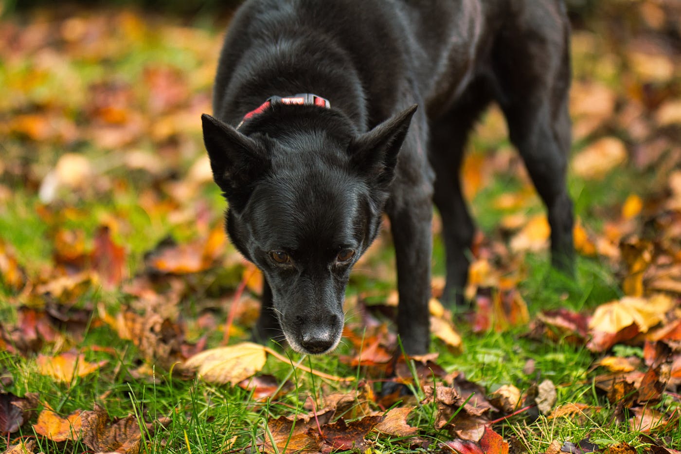 Kira, our kelpie