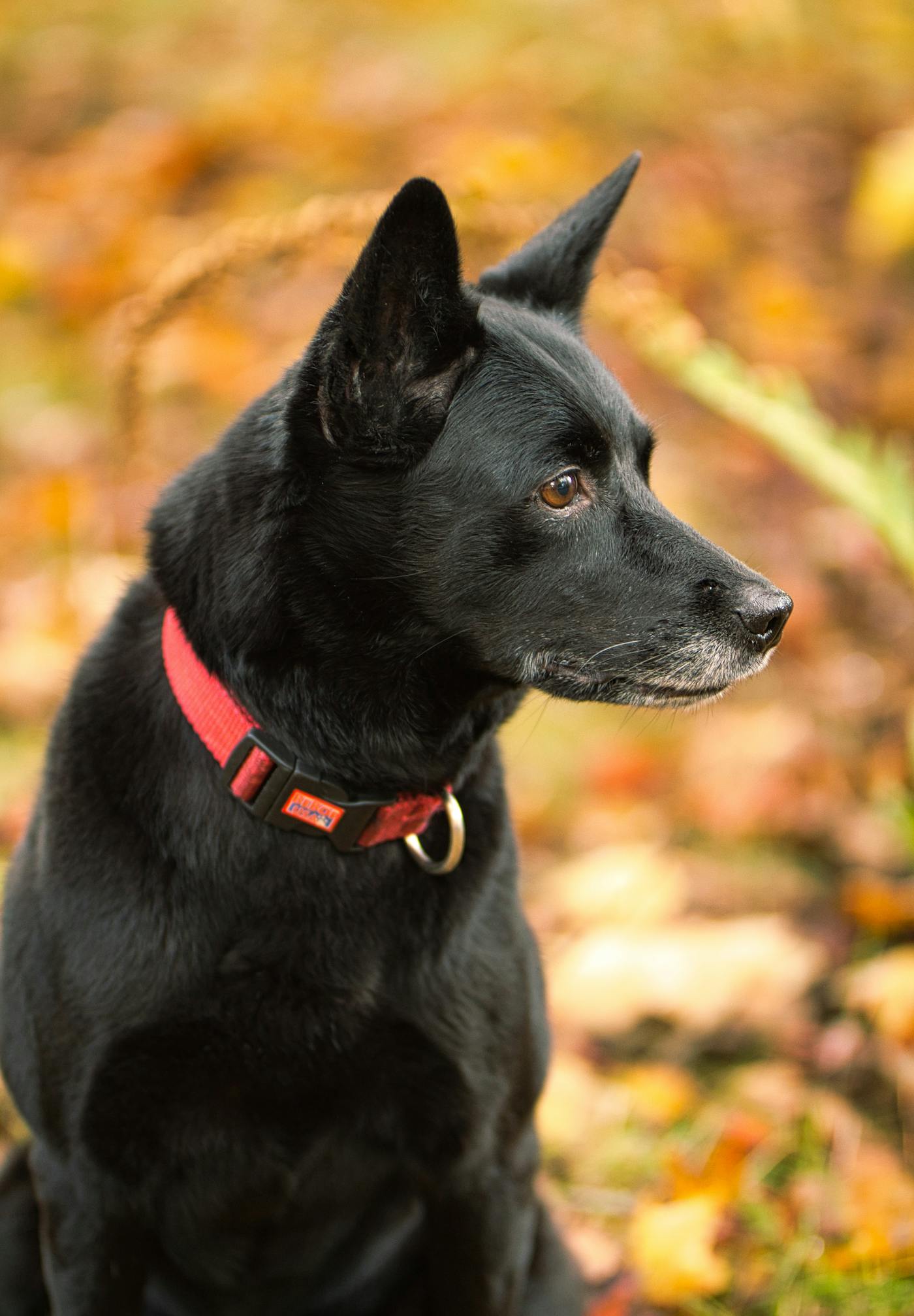 Kira, our kelpie