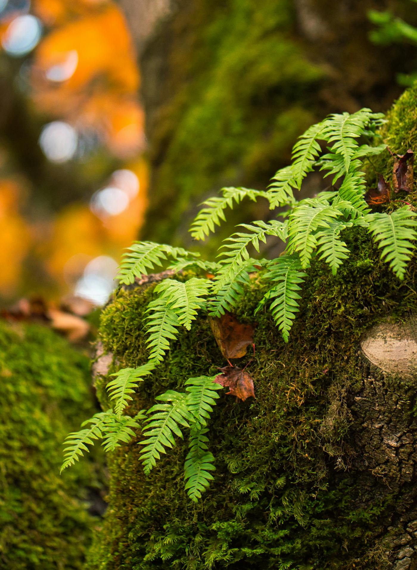 Ferns growing on our maple