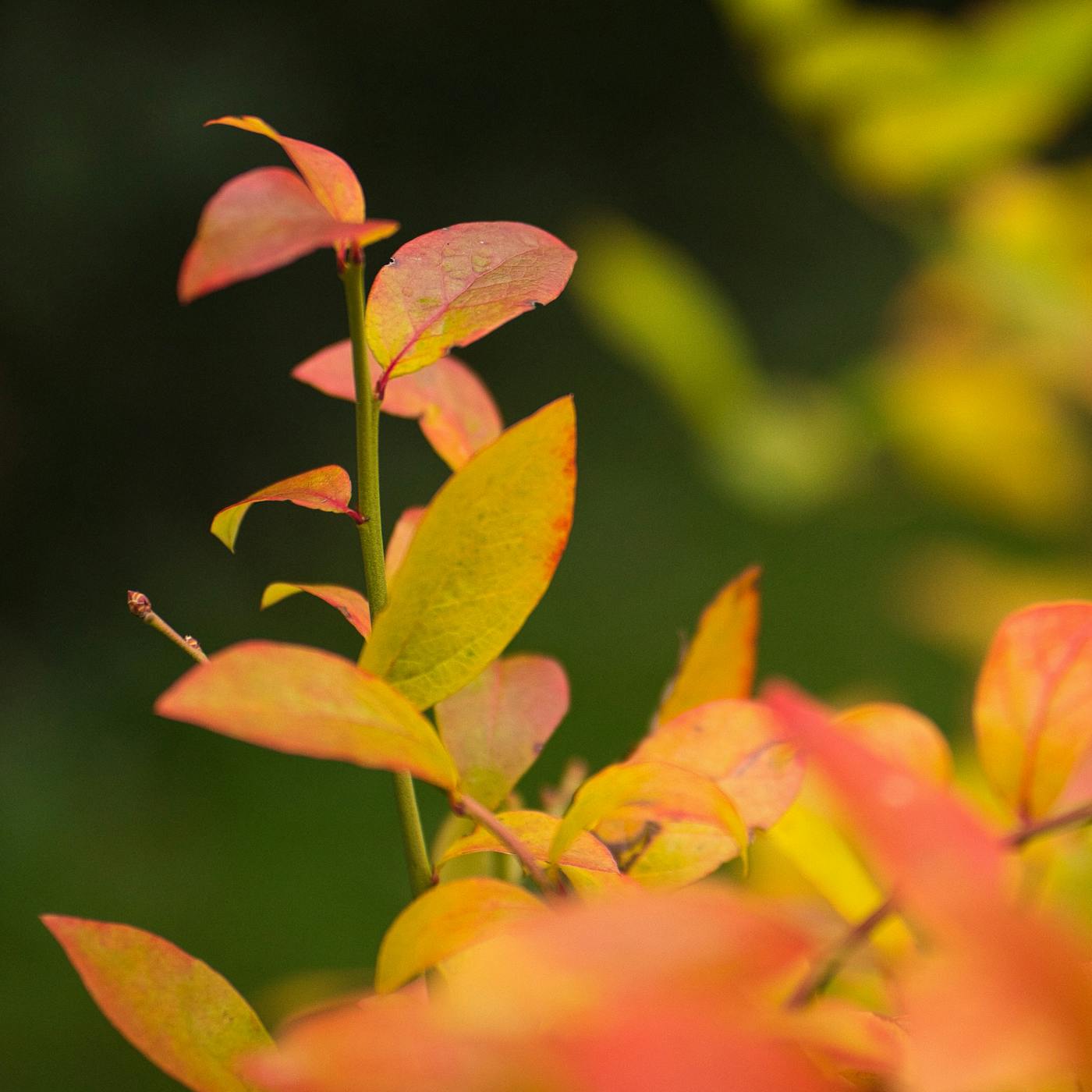 Blueberry Bush