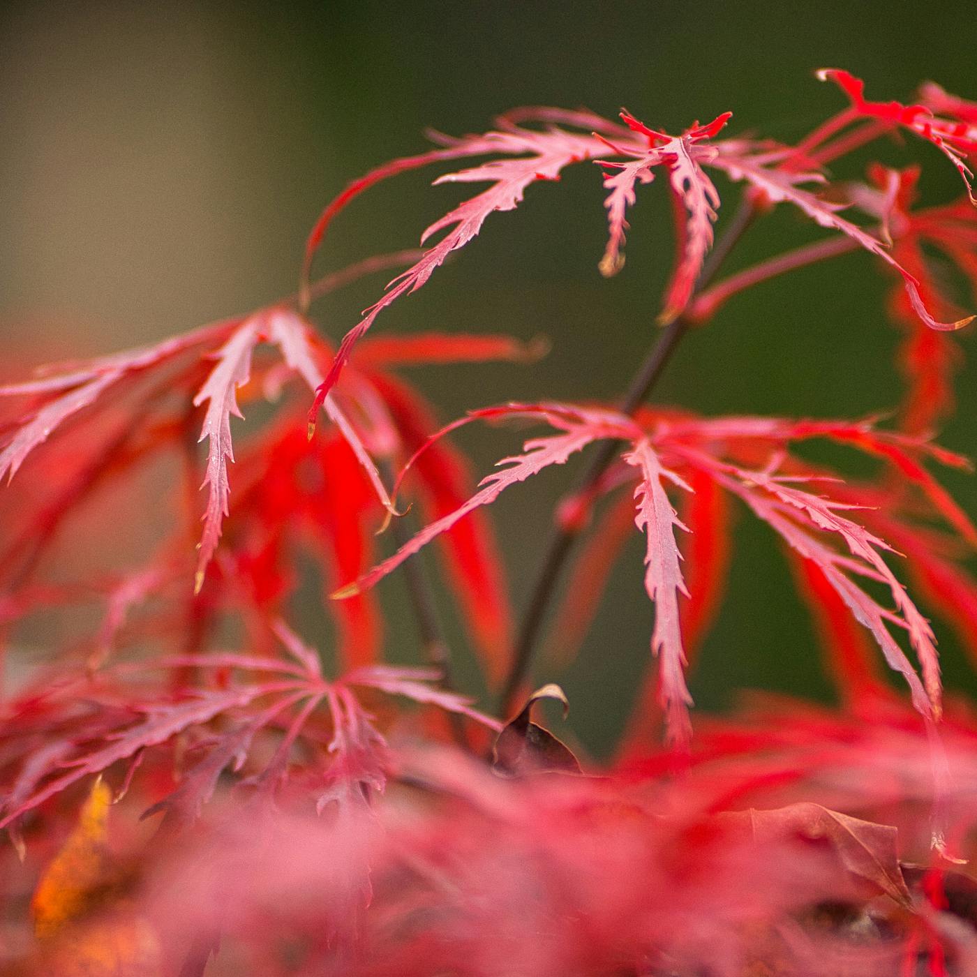 Japanese Maple