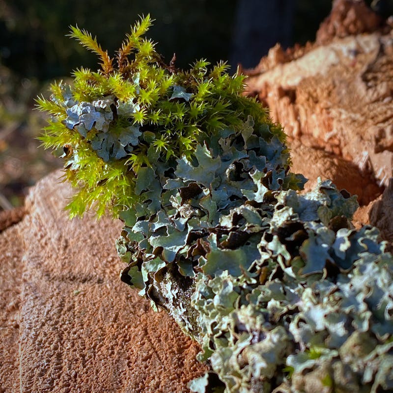 Noticing the Details