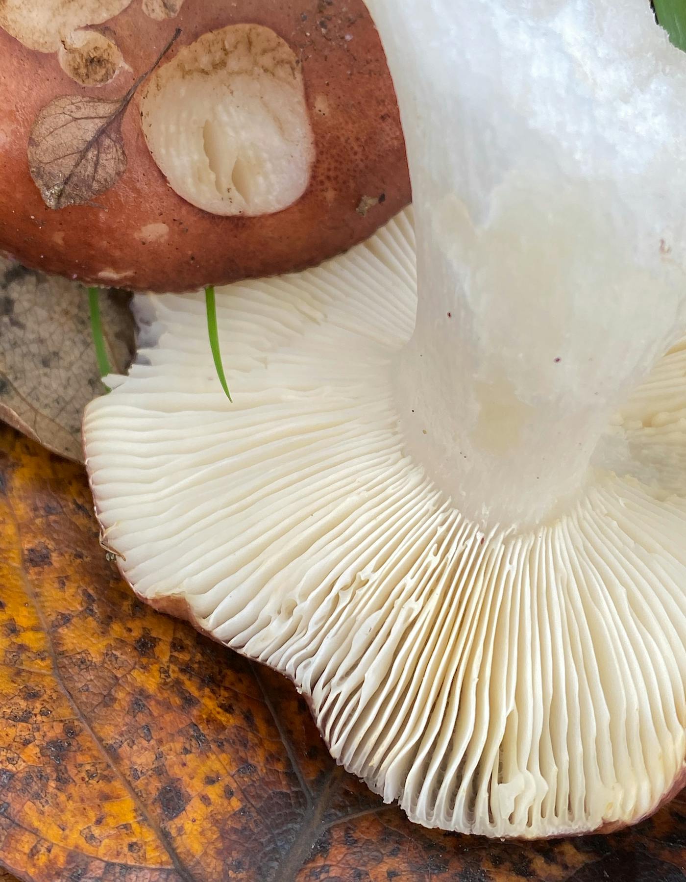Mushroom lamella (gills)
