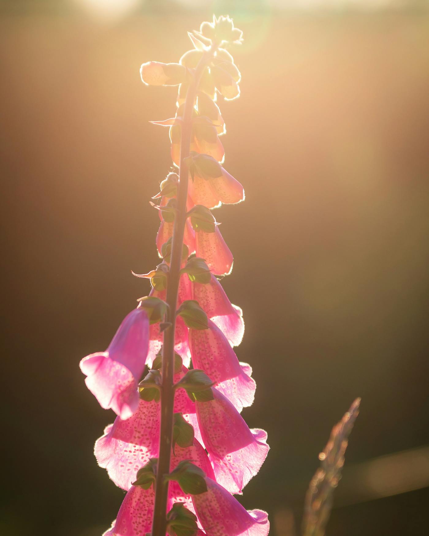 Foxglove, Cash Mtn. Garden