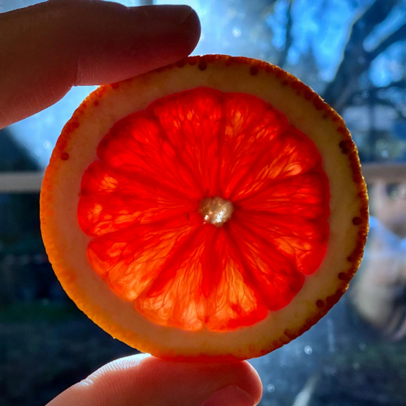 Blood Orange, my kitchen. 16 Jan 2021