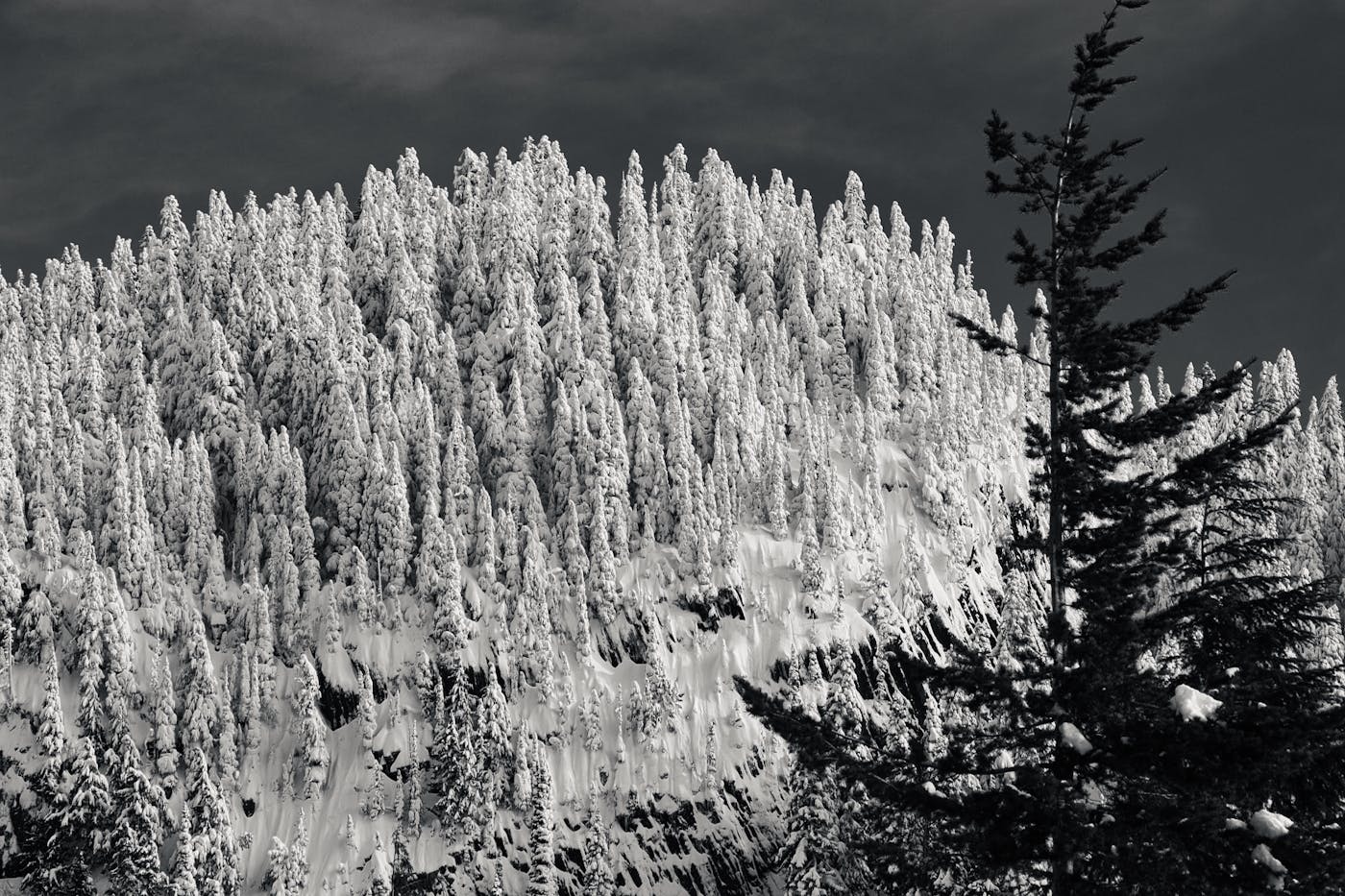 Snow-covered pines, Mt. Rainier National Park