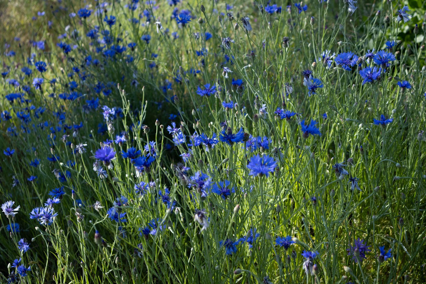 A field of blue bachelor's buttons.