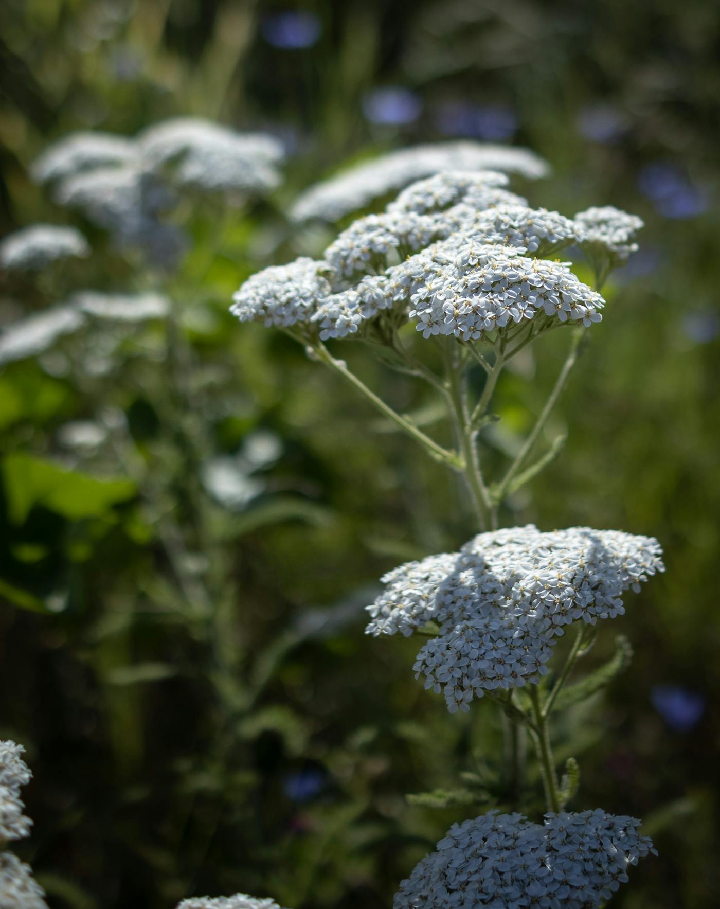 Western Yarrow