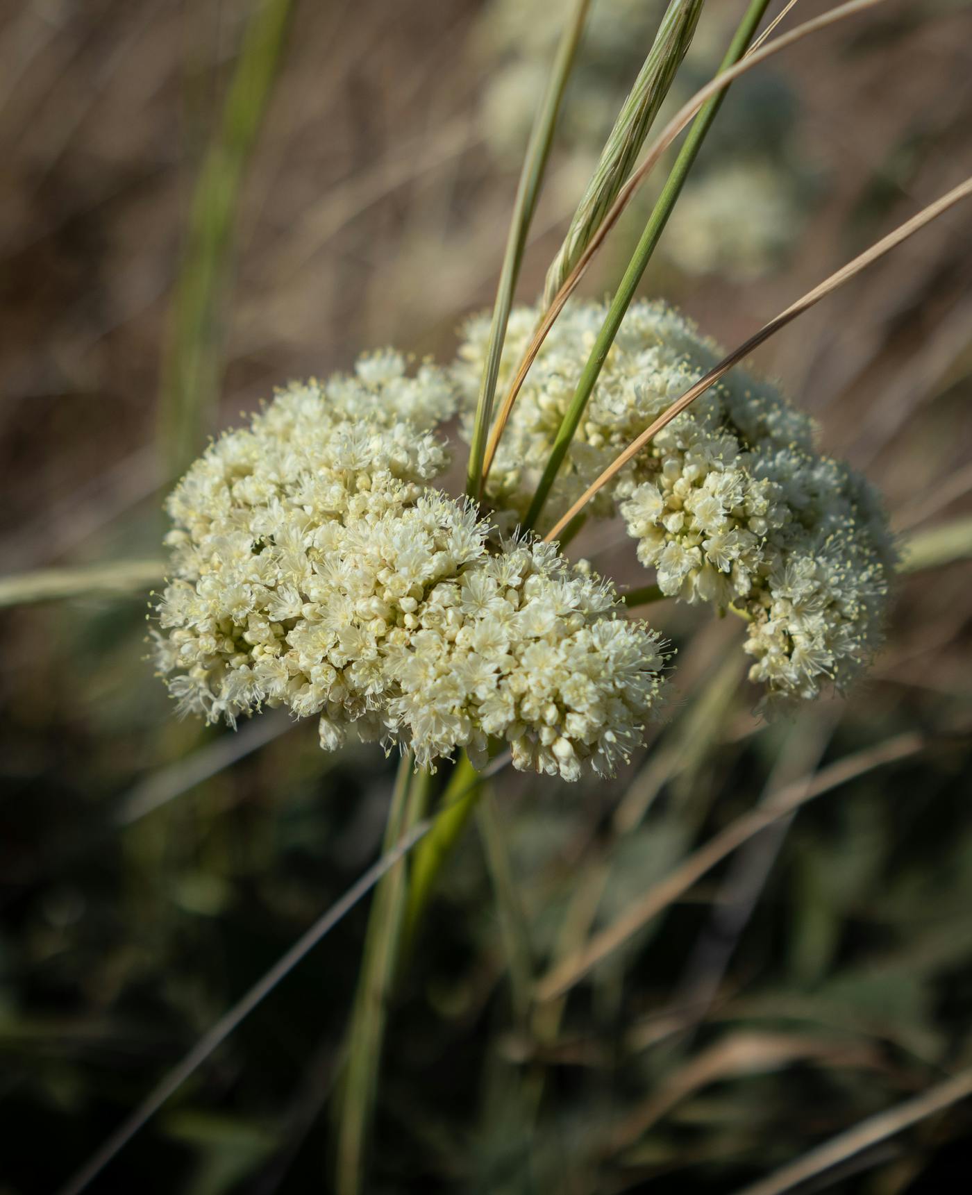 Western Yarrow