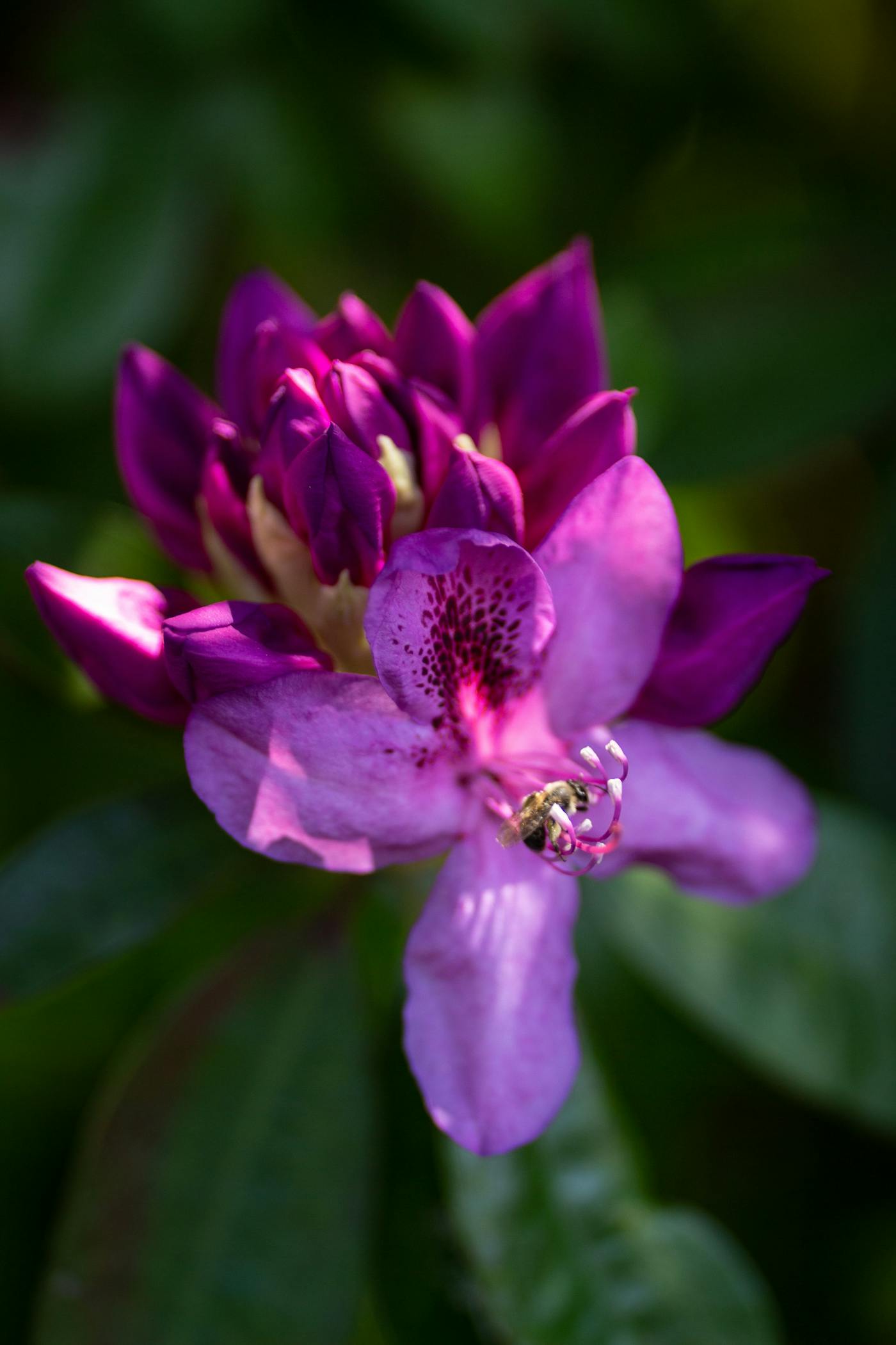 Pink Rhododendron with honeybee