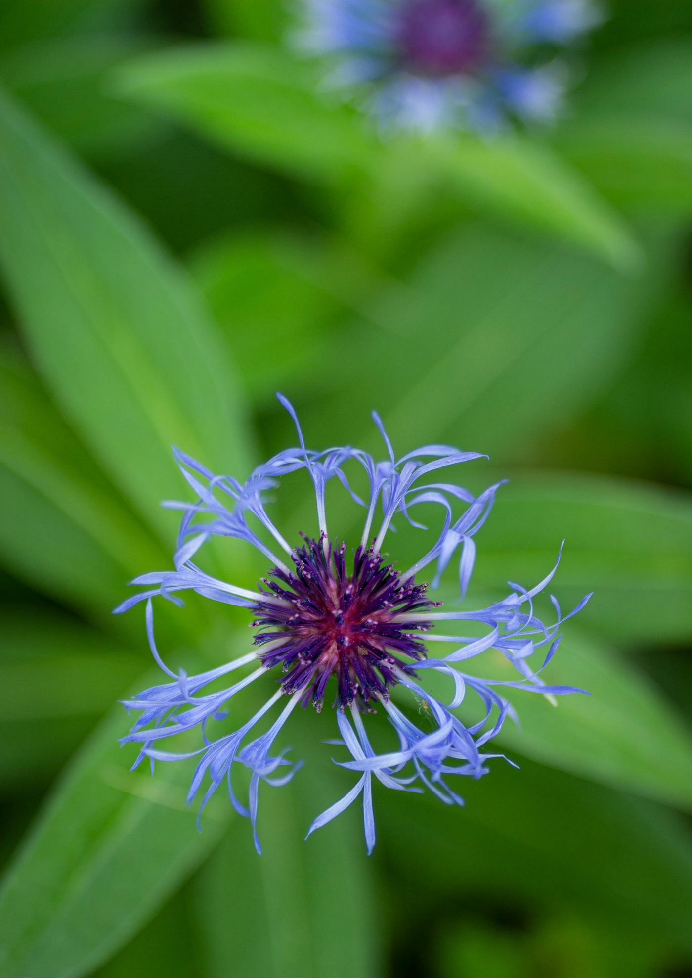 Mountain Bluet