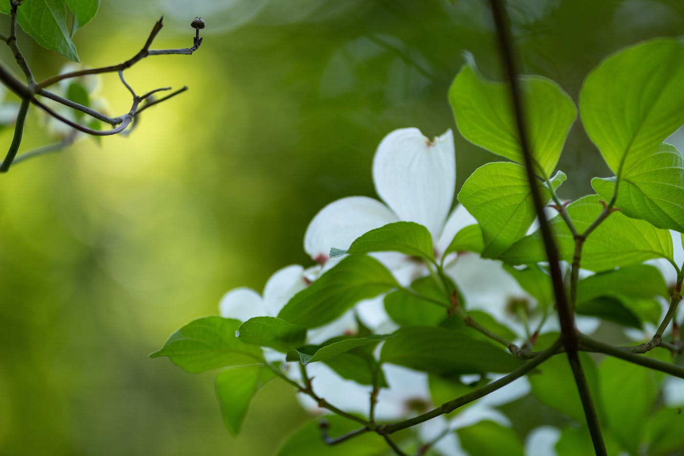 Dogwood blossoms