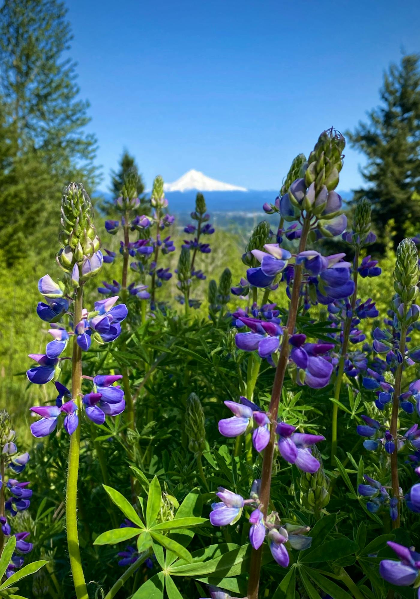 Nootka Lupine on Gresham Butte, with Mt. Hood in view. Lupines are everywhere in the Pacific Northwest, and have many varieties in a range of colors.
