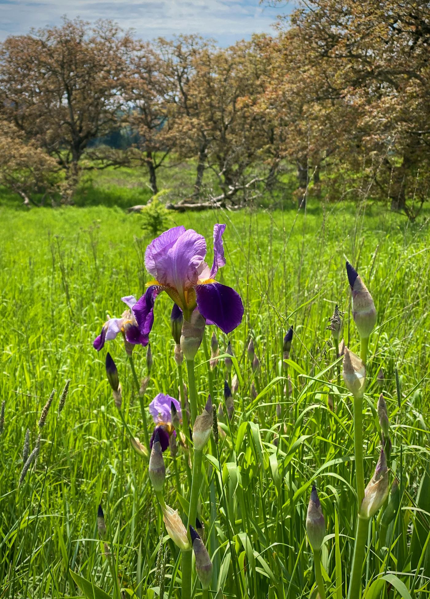 Wild iris, Powell Butte park, Gresham Oregon