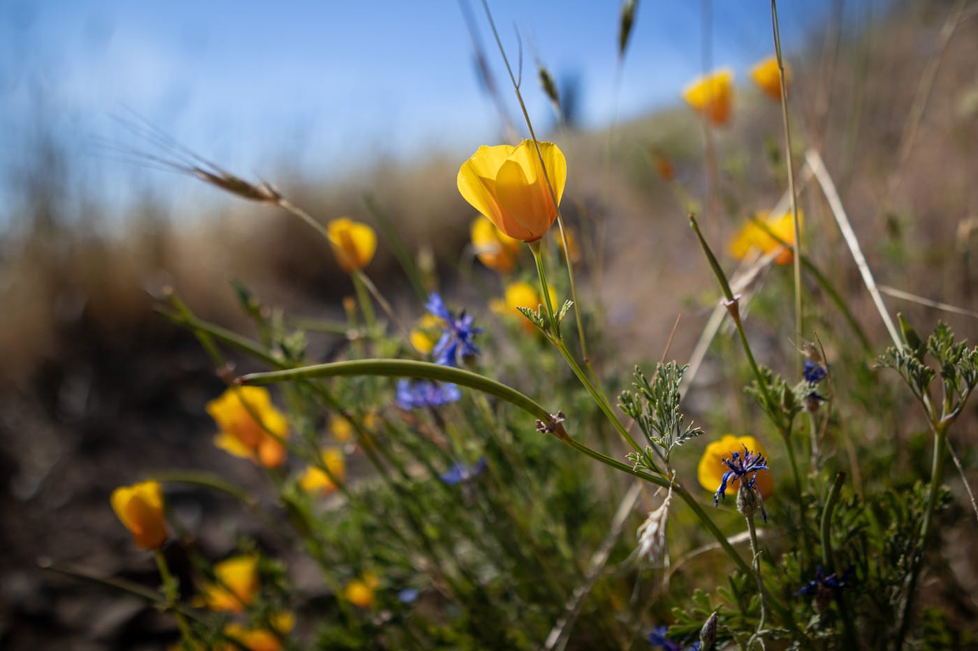 California Poppies