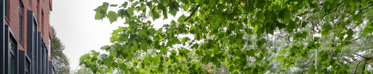 Green trees