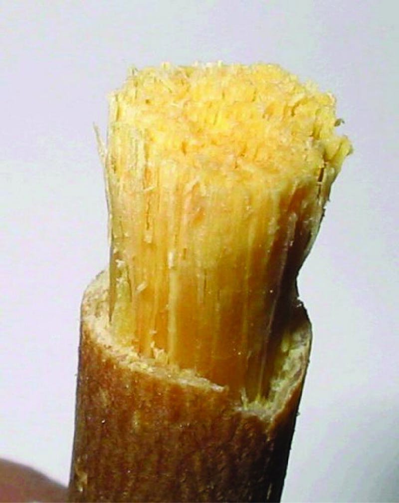 miswak stick