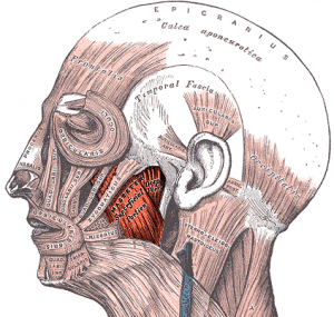 Gray378_masseter_highlight-300x285.png