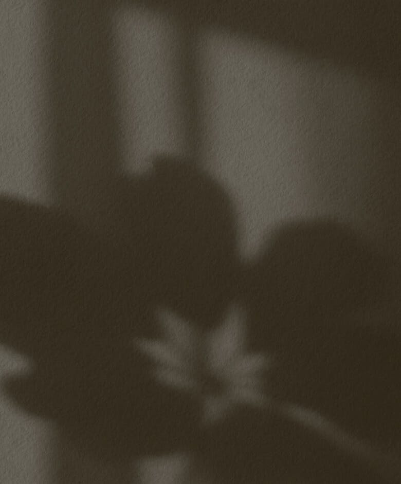 Shadow of a flower