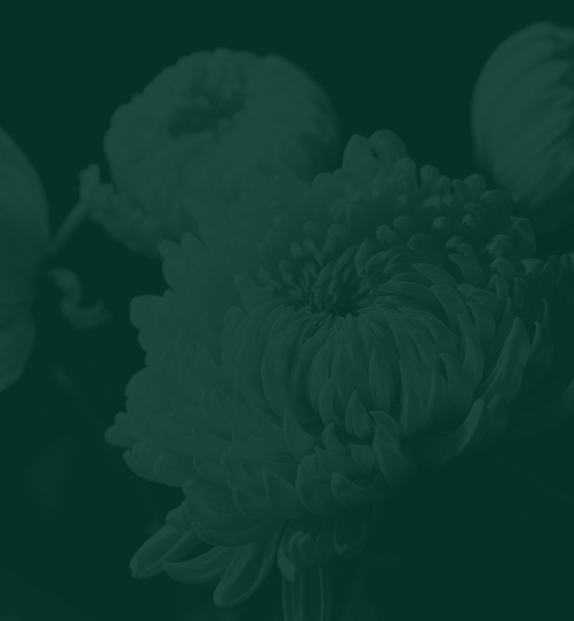White flower with a green tint over the image