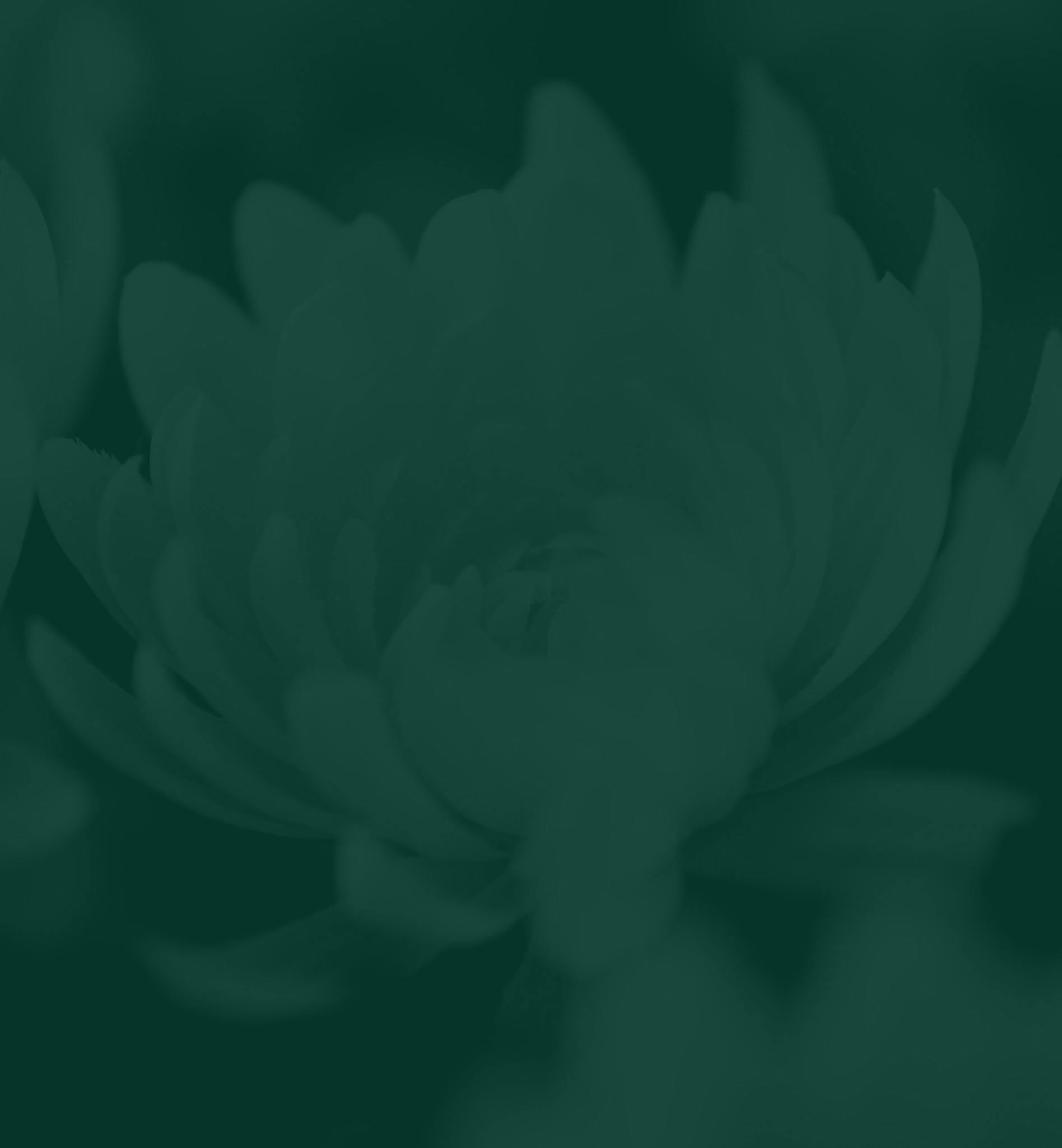 White flower with a green tint over the image