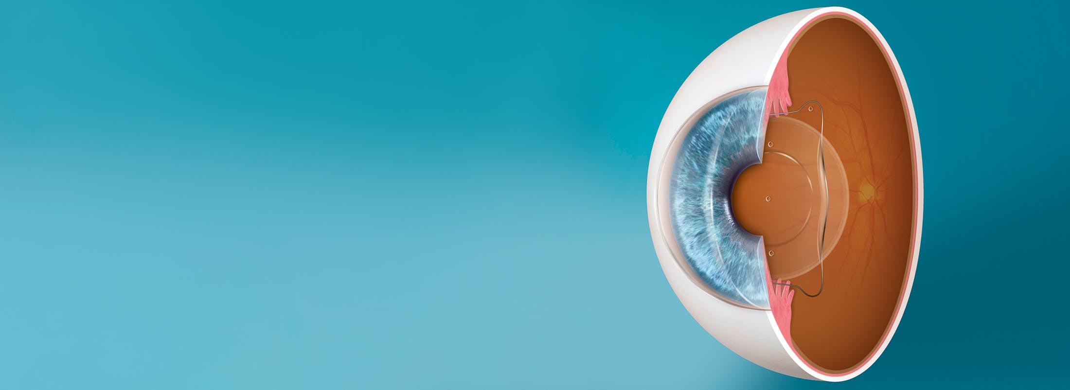 Animated anatomy of the eye