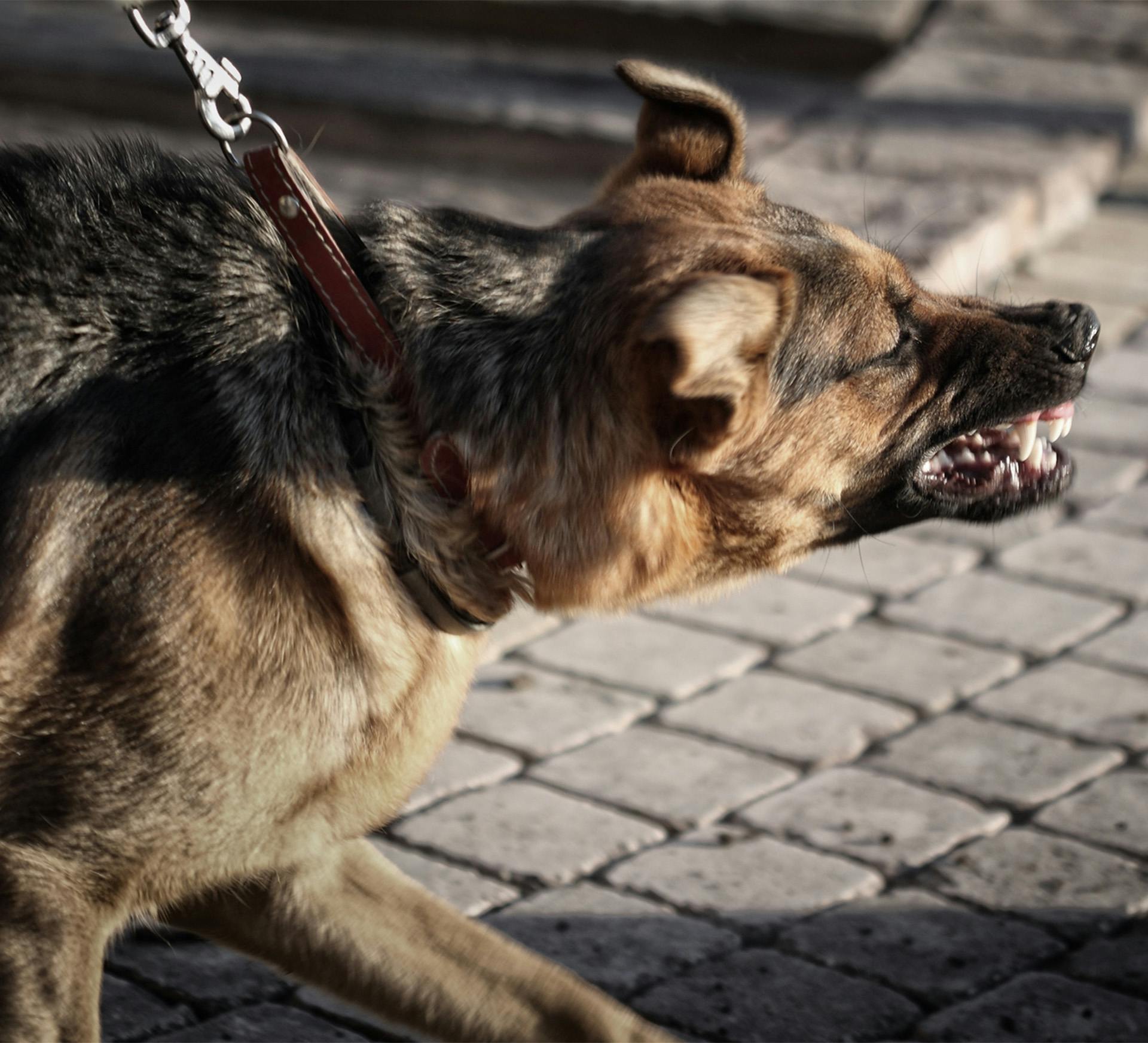 a dog that is barking and snarling on a street